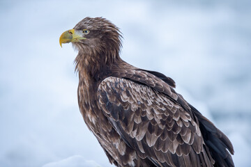 Wait for food on cold ice