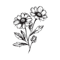 Calendula Flowers, Line Art Drawing. Marigold Flowers and Leaves Isolated on White Background