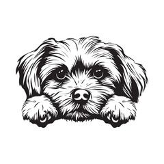  Maltese dog peeking face illustration vector on white background