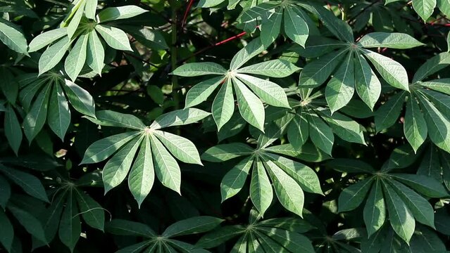 Cassava Leaves. Green Cassava Leaves. Cassava Leaves Background. Cassava Leaves Plant or Daun Singkong.