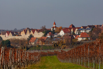 Vineyards in Autumn in Lauffen am Neckar,  Baden-Württemberg, Germany