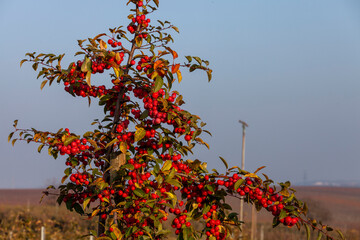 Flowering Crabapple (Malus Evereste) ornamental plant, Lauffen am Neckar, Baden-Württemberg, Germany