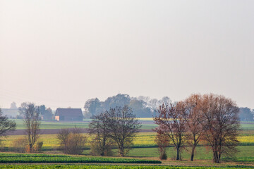 Rapeseed (Brassica napus subsp. napus) fields, Stuttgarter Kessel, Baden-Württemberg, Germany
