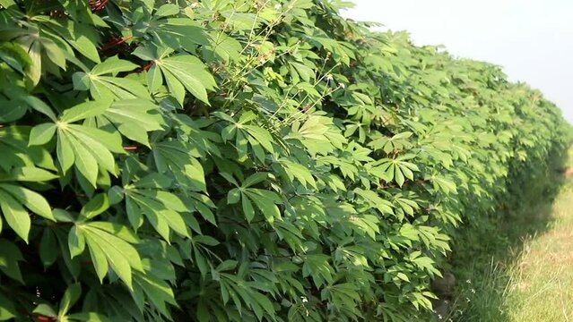 Cassava Leaves. Green Cassava Leaves. Cassava Leaves Background. Cassava Leaves Plant or Daun Singkong.
