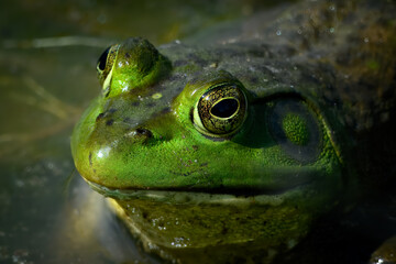 Bull frog