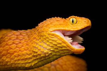 African Bush Viper swallowing rodent