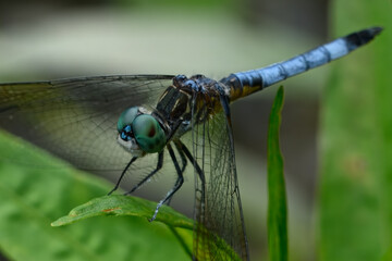 Dragon fly