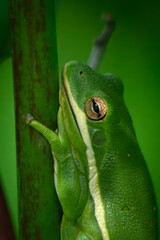 Green frog
