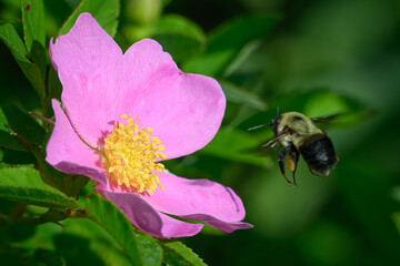 Bumblebee hovering over a pink flower