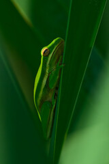 Green frog