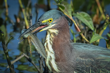 Green heron eating a tadpole