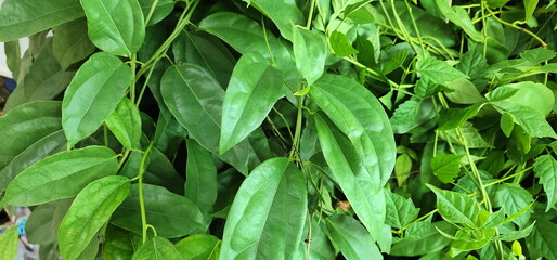 Bamboo grass is a climbing vine. Tiliacora triandra (Colebr.) Diels has dark green leaves and is in the family Menispermaceae. Bai-ya-nang has medicinal properties and is high in chlorophyll.
