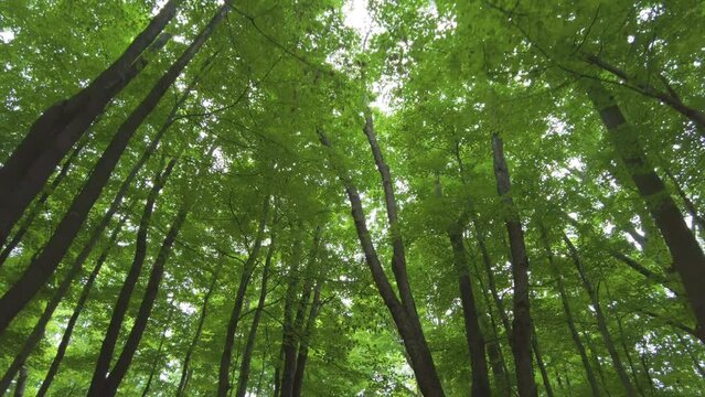Hiking down a path in the forest and looking up at the trees.