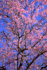 桜の木と青空
