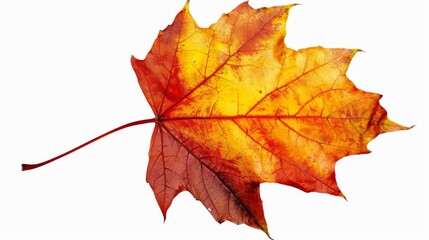 Obraz premium a autumn leaf Isolated on white background, Maple leaves