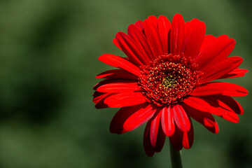 赤いガーベラ