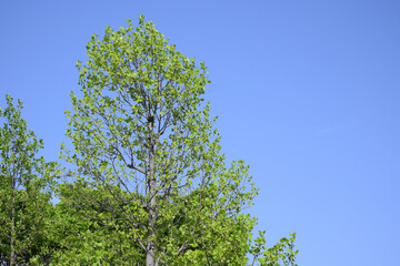 新緑　爽やかな木々