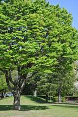 爽やかな新緑の公園