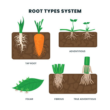 Different types of root system in soil from side view in biological diagram, Tap, fibrous, prop or adventitious underground systems, education poster for plant anatomy description.
