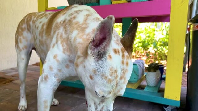 A beautiful dog drinking water in slow motion on a hot summer's day.