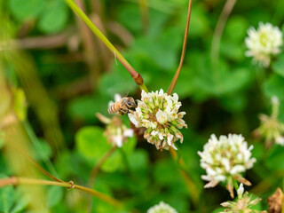白詰草の花と蜜蜂