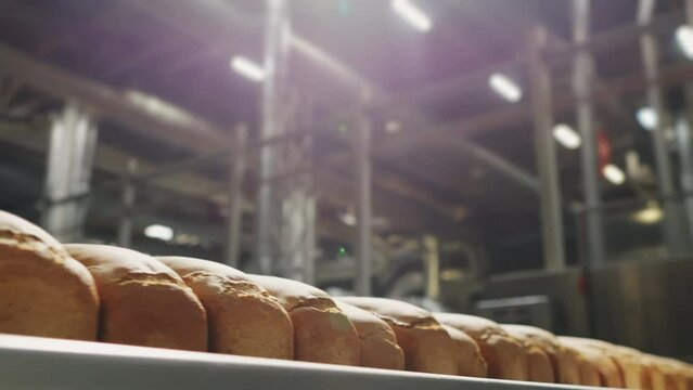 Baked white bread on conveyor belt for croutons production in bakery factory.