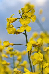Close-up of yellow rapeseed flower against a blue sky on a spring evening near Lohnsfeld, Germany.