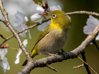 桜とメジロ・サクジロー