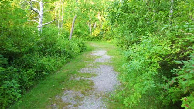 A drone flight down a path through the forest.