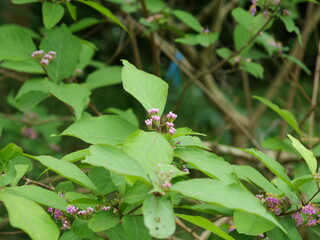 明治神宮御苑に生えているシソ科の植物