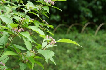 Obraz premium 明治神宮御苑に生えているシソ科の植物