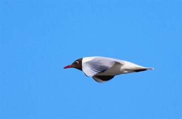 seagull in the sky
