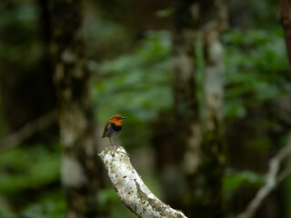 森の中で枯れ木に留まっているコマドリの雄