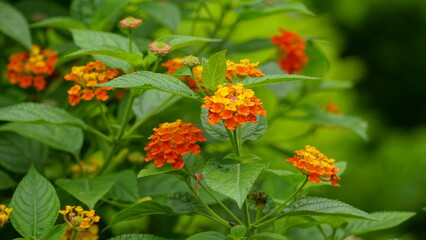 Close-up of colorful Lantana camara flowers blooming