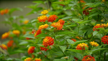 Close-up of colorful Lantana camara flowers blooming
