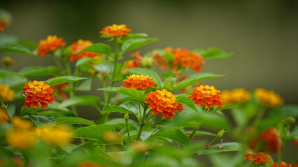 Close-up of colorful Lantana camara flowers blooming