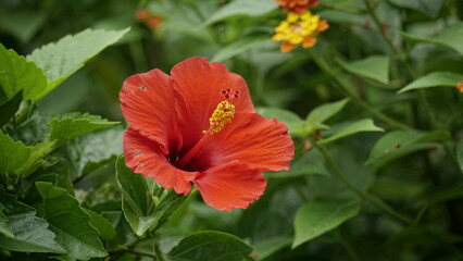 Red hibiscus flowers bloom on a rainy day