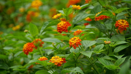 Close-up of colorful Lantana camara flowers blooming
