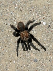 close up of a male oklahoma brown tarantula during the annual fall  tarantula trek in vogel canyon, along the santa fe trail scenic byway near la junta, in southeastern colorado 