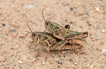 close up of two plains lubber grasshoppers in vogel canyon near la junta, in southeastern colorado