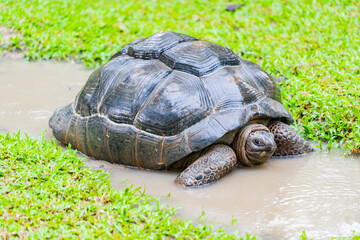 Galapagos Giant Tortoise resting in the water in the grass.