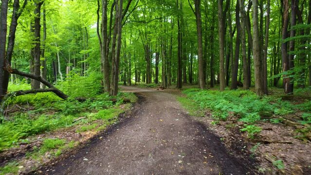 A drone flight down a path through the forest.