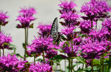 タイマツバナにとまったアゲハ蝶