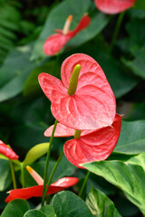 Red Anthurium flower or Flamingo flower, Tropical plant
