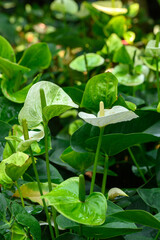 White green Anthurium flower or Flamingo flower, Tropical plant
