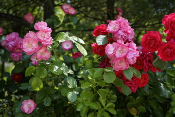 봄날의 장미가 아픔답게 피었습니다