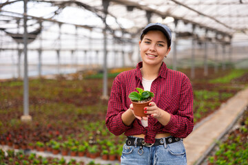 Female employee of large greenhouse checks young begonia shoots. Growing hardened plants, sending plants to customer on day of registration. Wholesale supplies from direct manufacturer © JackF