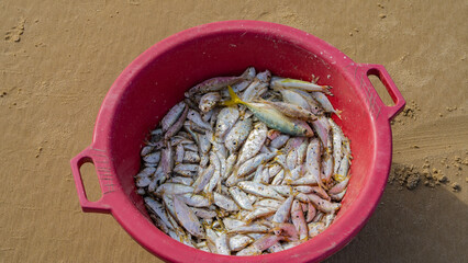 Fishing catch. Many different freshly caught silver fish are stacked in a red plastic basin. The background is sand. View from above. Close-up. Madagascar. Morondava