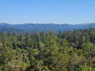 Redwood forests in the Santa Cruz mountains in Northern California
