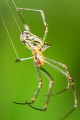Orb-weaver spiders are members of the spider family Araneidae. They are the most common group of builders of spiral wheel-shaped webs often found in gardens, fields, and forests. 